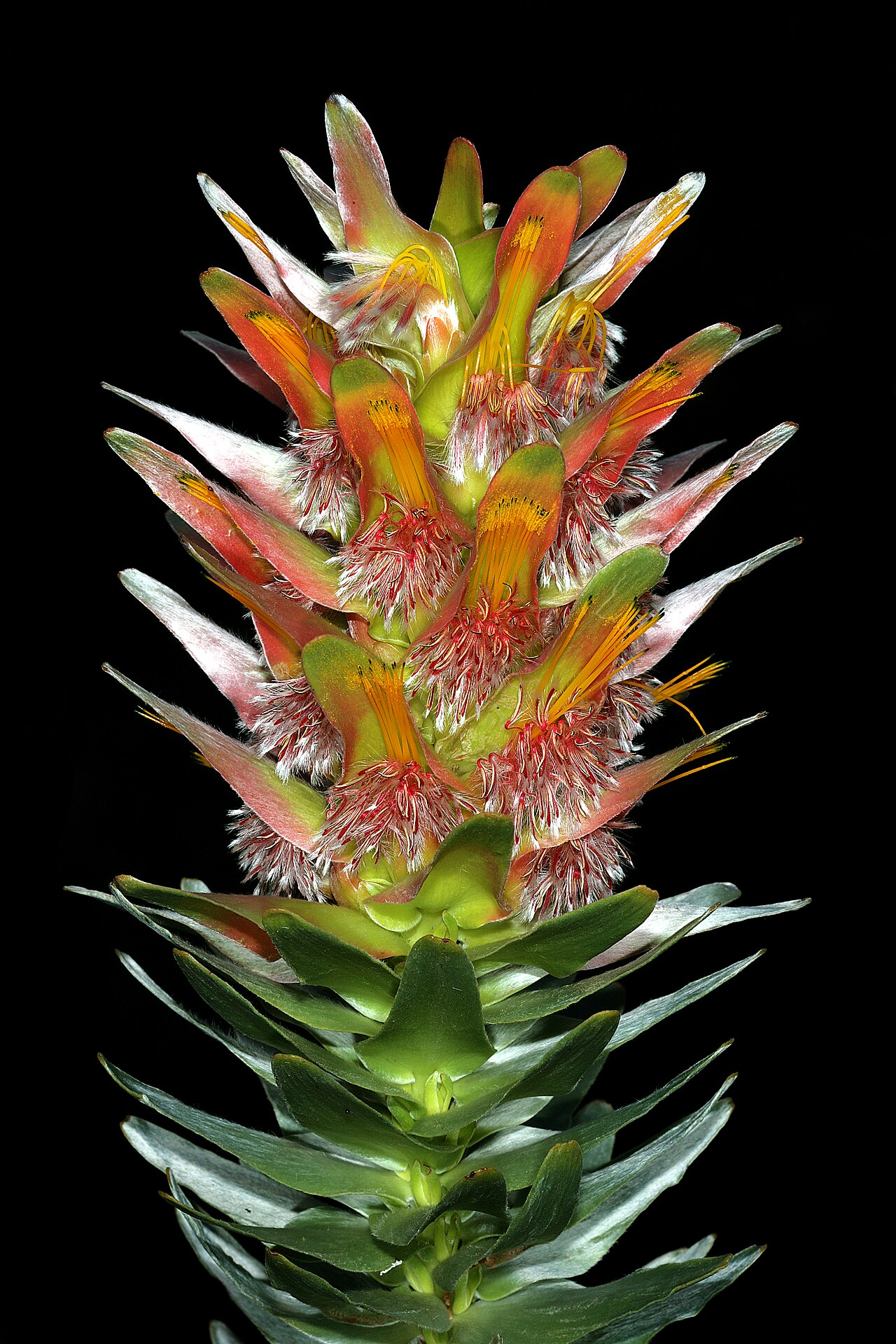 Mimetes splendidus: Mimetes splendidus , inflorescence; cultivated, Betty's Bay, Western Cape, South Africa
