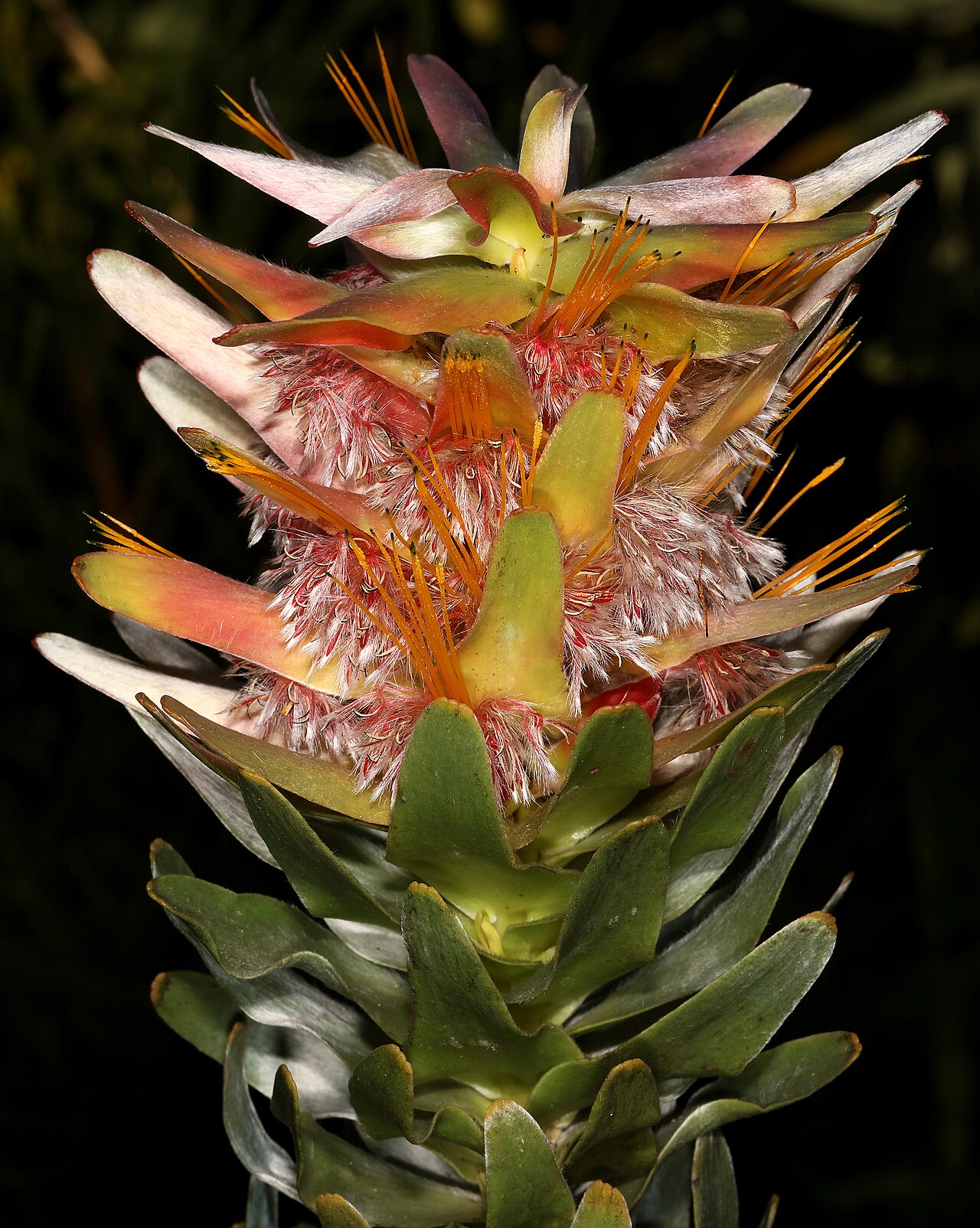 Mimetes splendidus: Mimetes splendidus , flowerheads; Betty's Bay (cultivated), Western Cape, South Africa