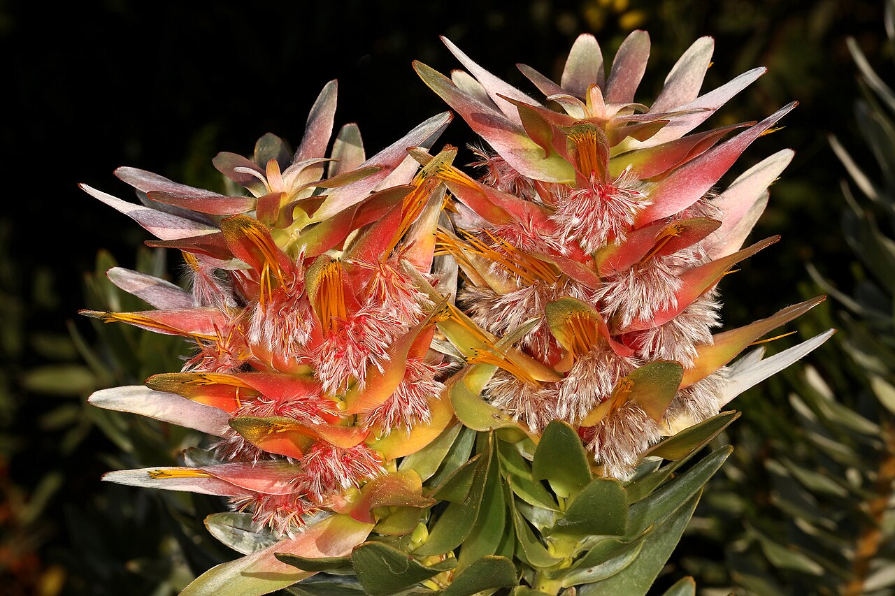 Mimetes splendidus: Mimetes splendidus , flowerheads; Betty's Bay (cultivated), Western Cape, South Africa
