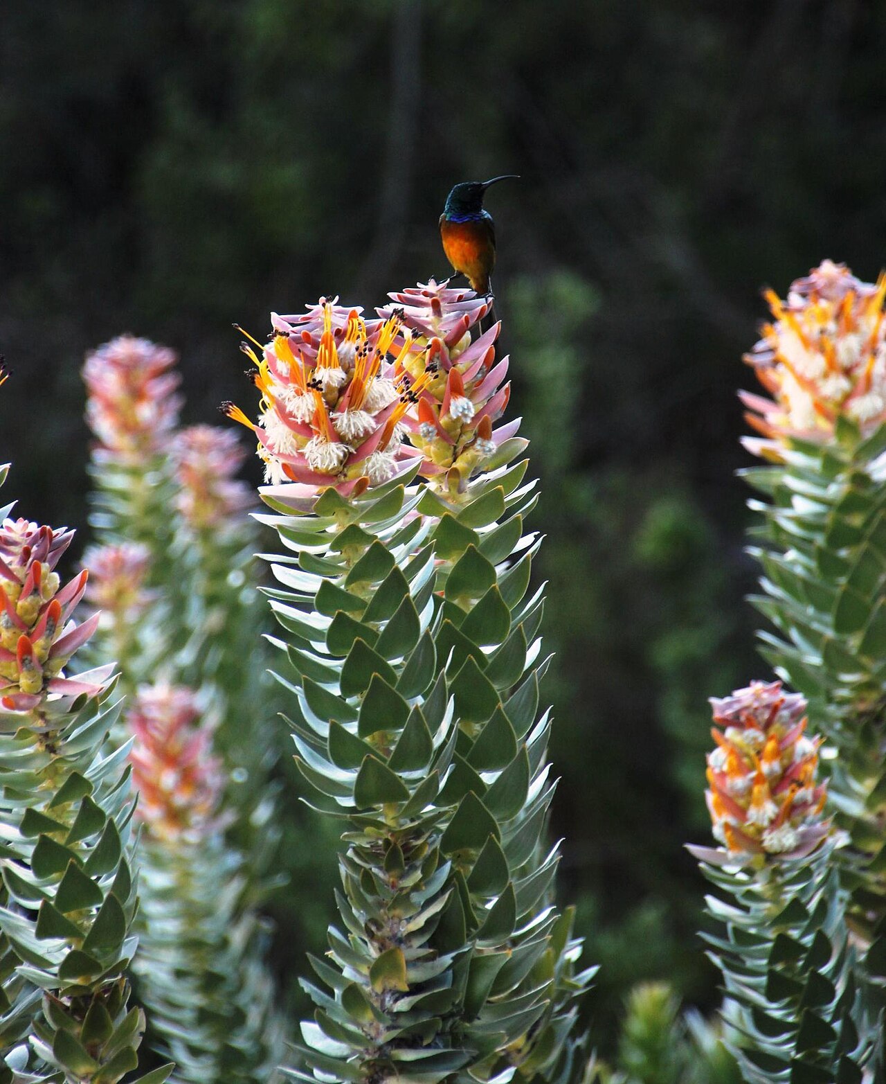 Mace pagoda: A cultivated specimen of the mace pagoda, Mimetes stokoei , habit with orange-breasted sunbird, photographed by Tony Rebelo on 3 March 2015, in the Kirstenbosch