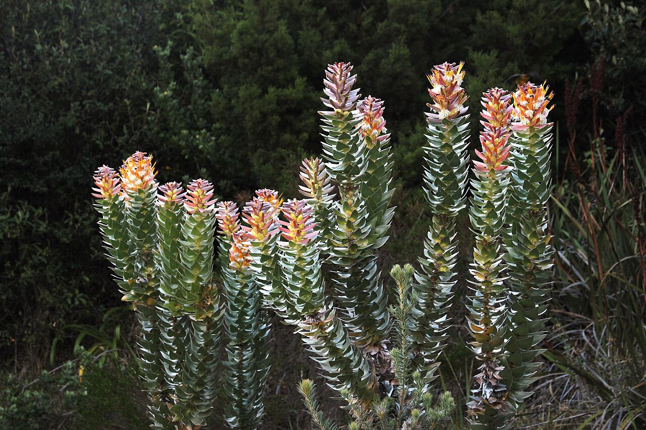 Mace pagoda: A cultivated specimen of the mace pagoda, Mimetes stokoei , habit, photographed by Tony Rebelo on 3 March 2015, in the Kirstenbosch production beds, Kirstenbosc