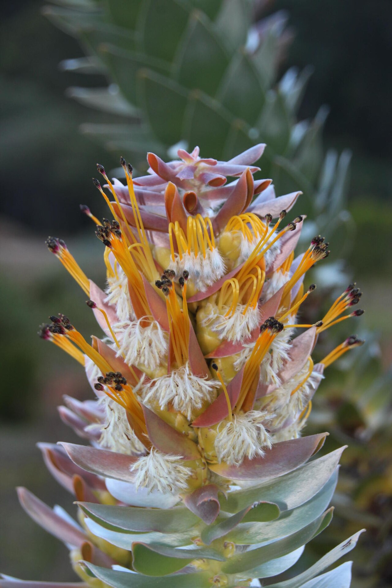 Mace pagoda: A cultivated specimen of the mace pagoda, Mimetes stokoei , inflorescence, photographed by Tony Rebelo on 3 March 2015, in the Kirstenbosch production beds, Kir