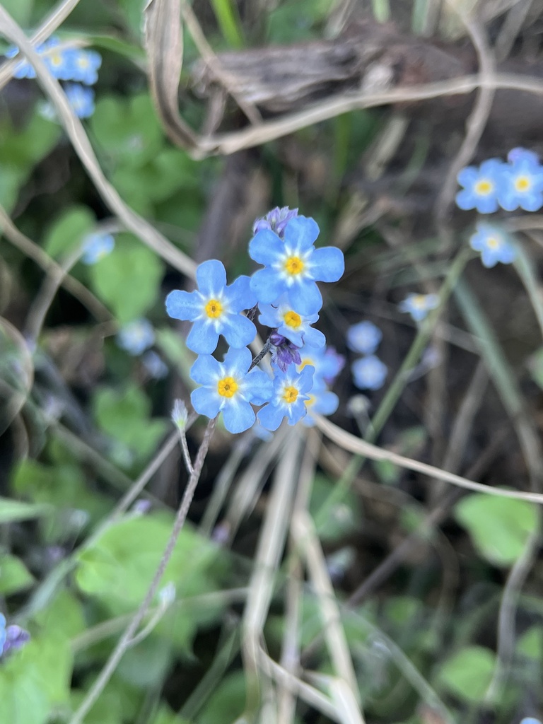 Mexican navelwort (Mimophytum alienum)