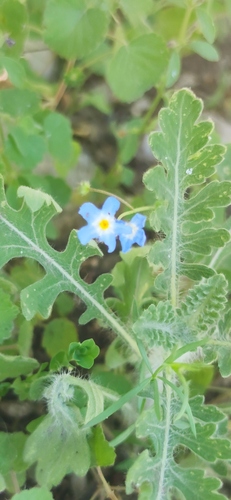 Mexican navelwort (Mimophytum alienum)
