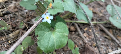 Mexican navelwort (Mimophytum alienum)