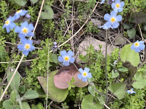 Mexican navelwort (Mimophytum alienum)