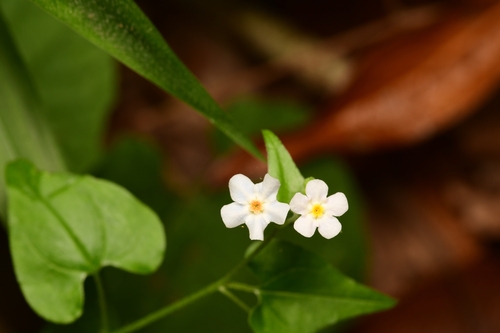 Mimophytum cardiophyllum (Mimophytum cardiophyllum)