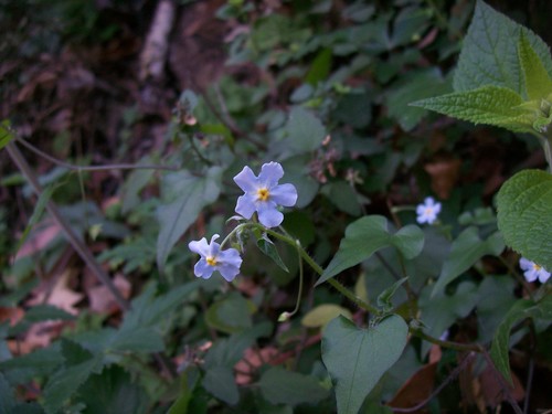 Mimophytum cardiophyllum (Mimophytum cardiophyllum)