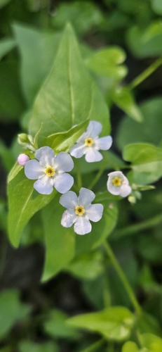 Mimophytum cardiophyllum (Mimophytum cardiophyllum)