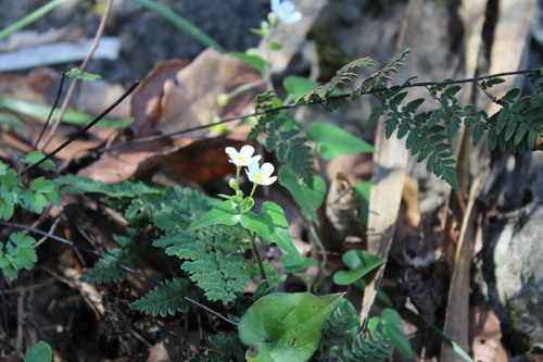Mimophytum cardiophyllum (Mimophytum cardiophyllum)