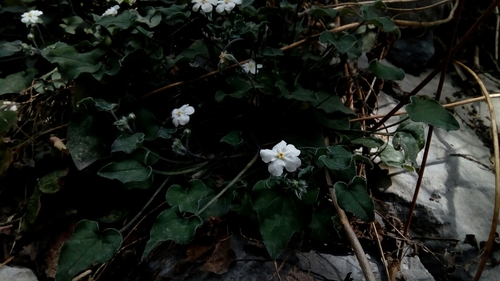 Mimophytum cardiophyllum (Mimophytum cardiophyllum)