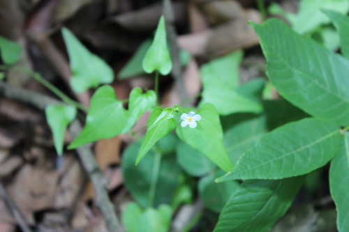 Mimophytum cardiophyllum (Mimophytum cardiophyllum)