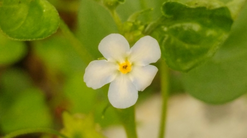 Mimophytum cardiophyllum (Mimophytum cardiophyllum)