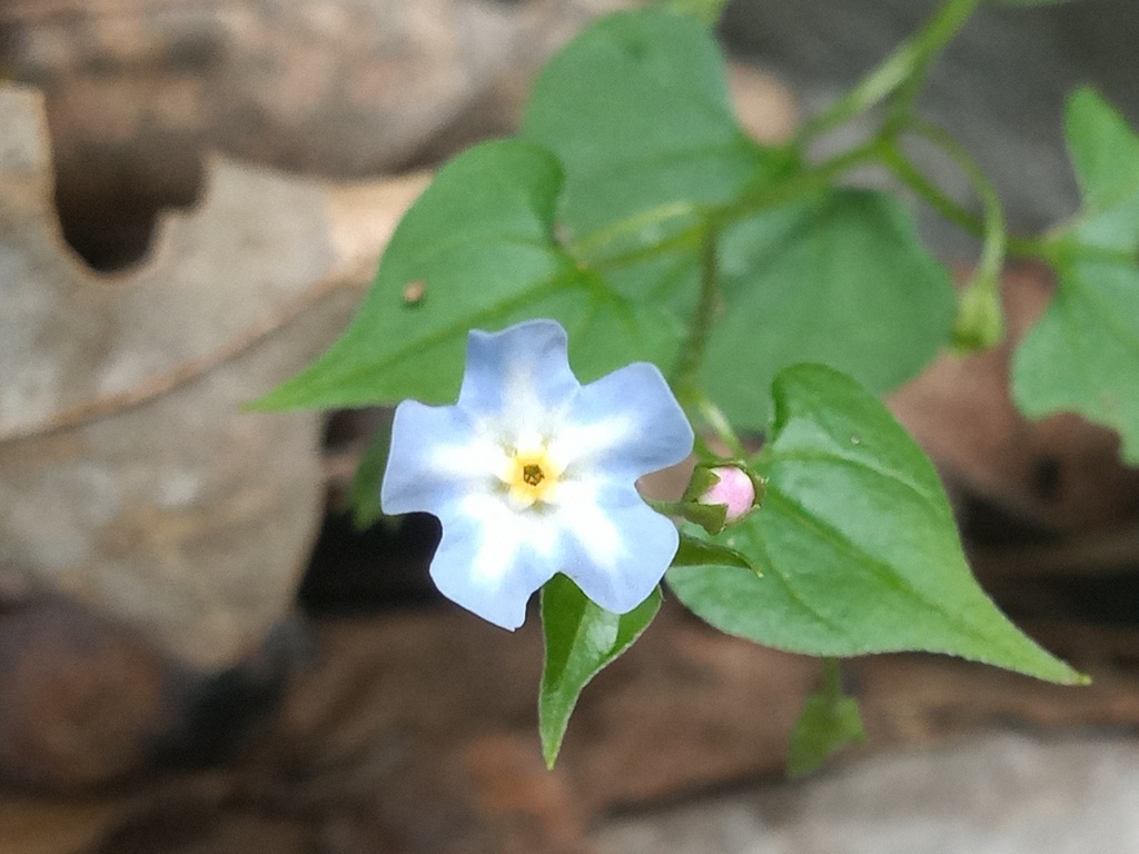 Mimophytum cardiophyllum (Mimophytum cardiophyllum)