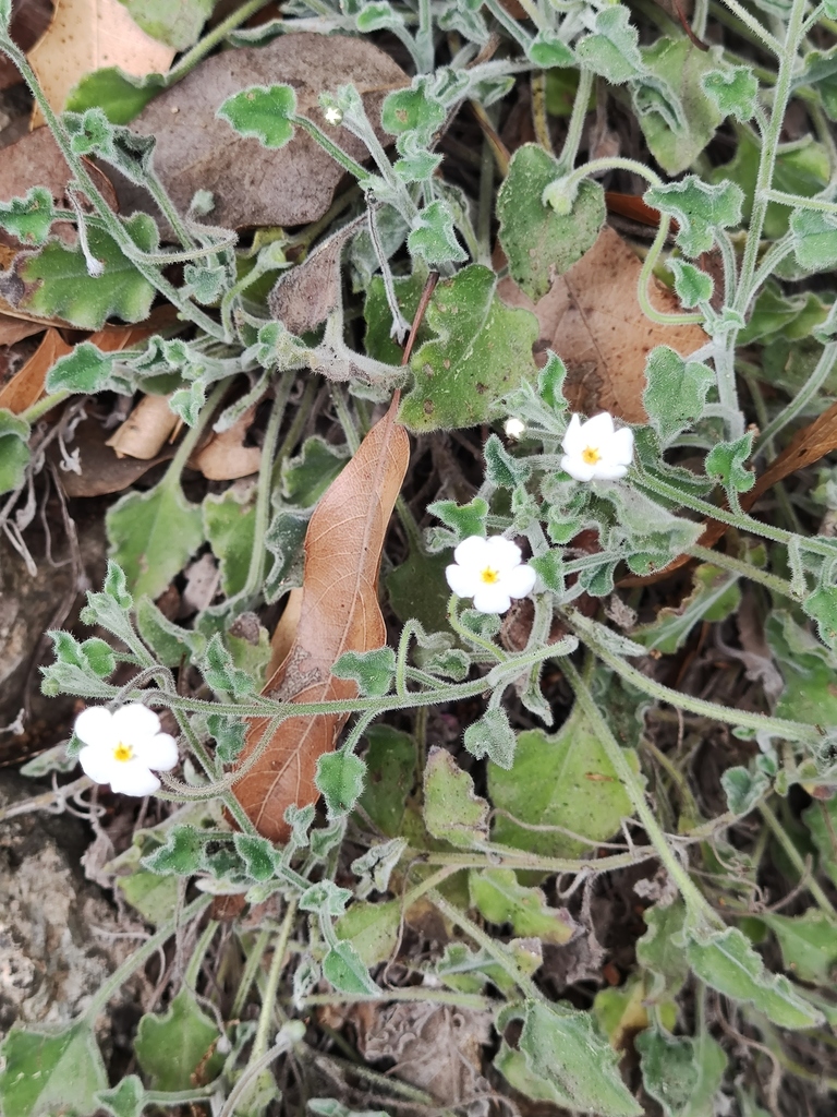 Mimophytum mexicanum (Mimophytum mexicanum)