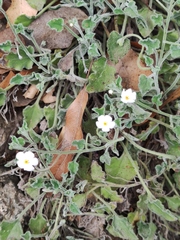 Mimophytum mexicanum (Mimophytum mexicanum)