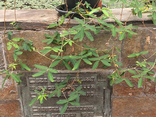 Sensitive plant: Hortus botanicus Leiden