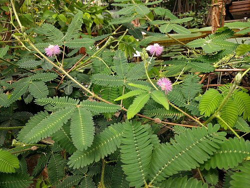 Sensitive plant: Mimosa pudica in Botanical garden, Leiden