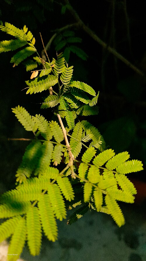 Sensitive plant: A detailed night-time close-up of the leaves of Mimosa pudica, also known as the "touch-me-not" plant. The leaves are illuminated against a dark background, sho