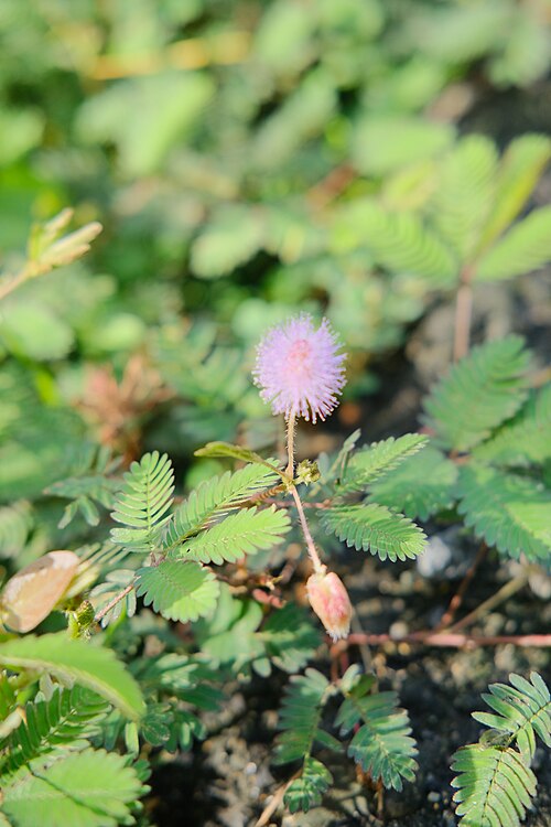 Sensitive plant: Foto 3 Putri malu