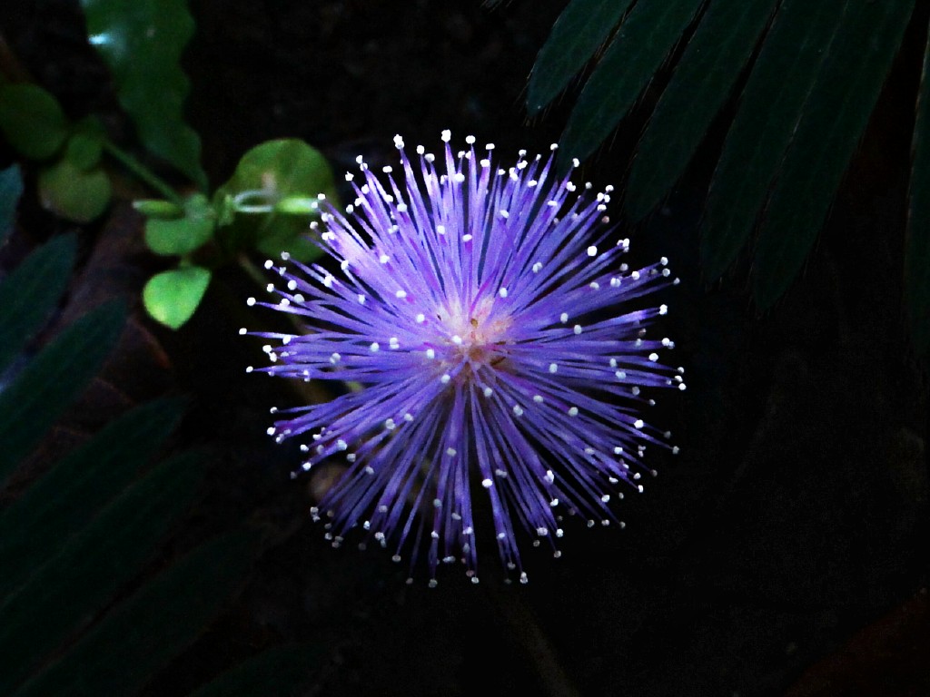 Sensitive plant: Flor de mimosa (dormilona) en el parque nacional Henri Pittier, Venezuela