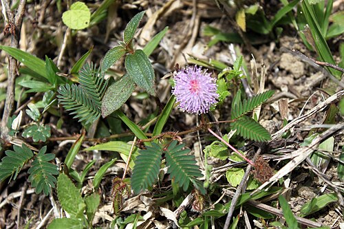 Sensitive plant: Mimosa pudica