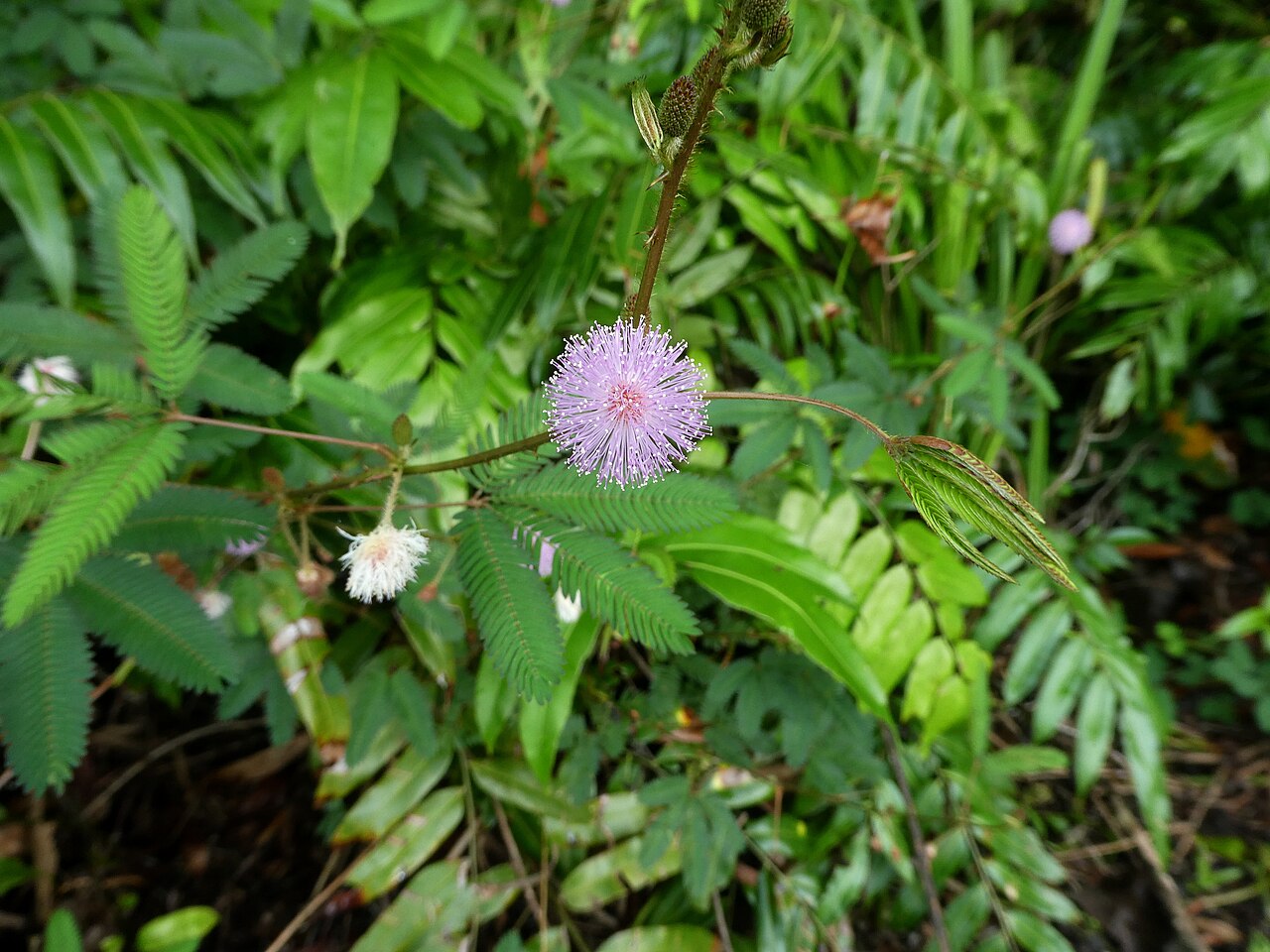 Sensitive plant: Mimosa pudica flowering in Cairns , Queensland
