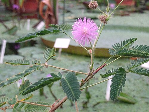 Sensitive plant: Mimosa pudica, Hortus Botanicus, Leiden, NL