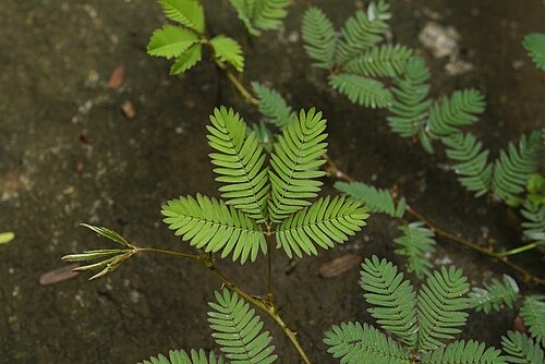 Sensitive plant: Kozhikode