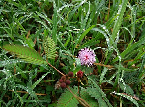 Sensitive plant: Touch me not
