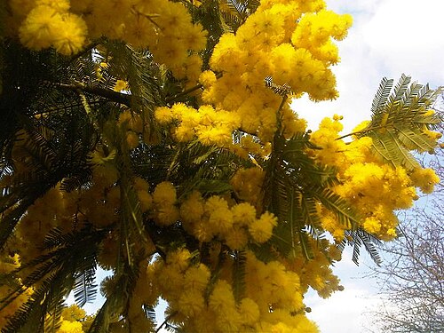 Mimosa scabrella: Mimosa scabrella flowers in London, England.