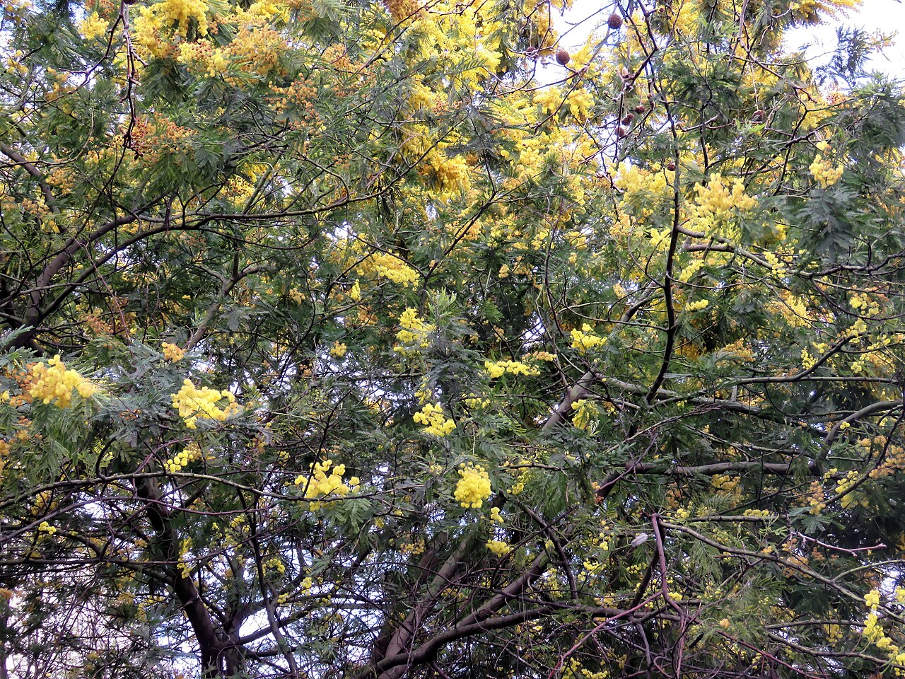Mimosa scabrella: Mimosa scabrella , aka Acacia Mimosa Tree, Flowering Acacia, Acacia dealbata or Silver Wattle, in the Victoria Embankment Gardens , beside the River Thames in t