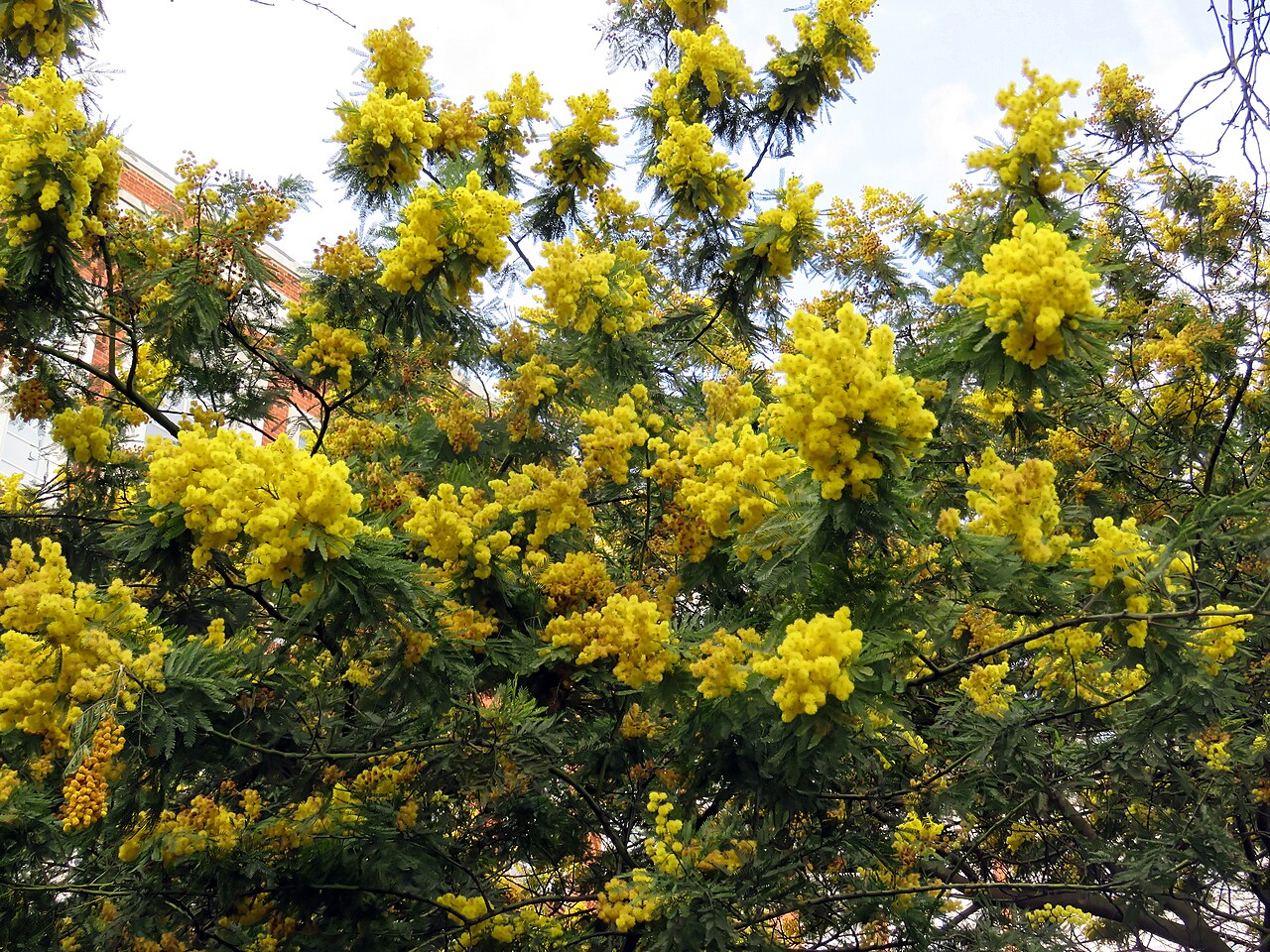 Mimosa scabrella: Mimosa scabrella , aka Acacia Mimosa Tree, Flowering Acacia, Acacia dealbata or Silver Wattle, in the Victoria Embankment Gardens , beside the River Thames in t