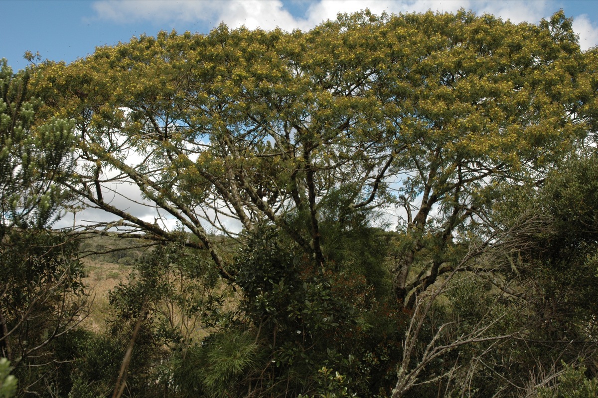 Mimosa scabrella: Parque Nacional dos Aparados da Serra. Cambará do Sul, RS. Mimosa scabrella .