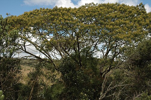 Mimosa scabrella: Parque Nacional dos Aparados da Serra. Cambará do Sul, RS. Mimosa scabrella .