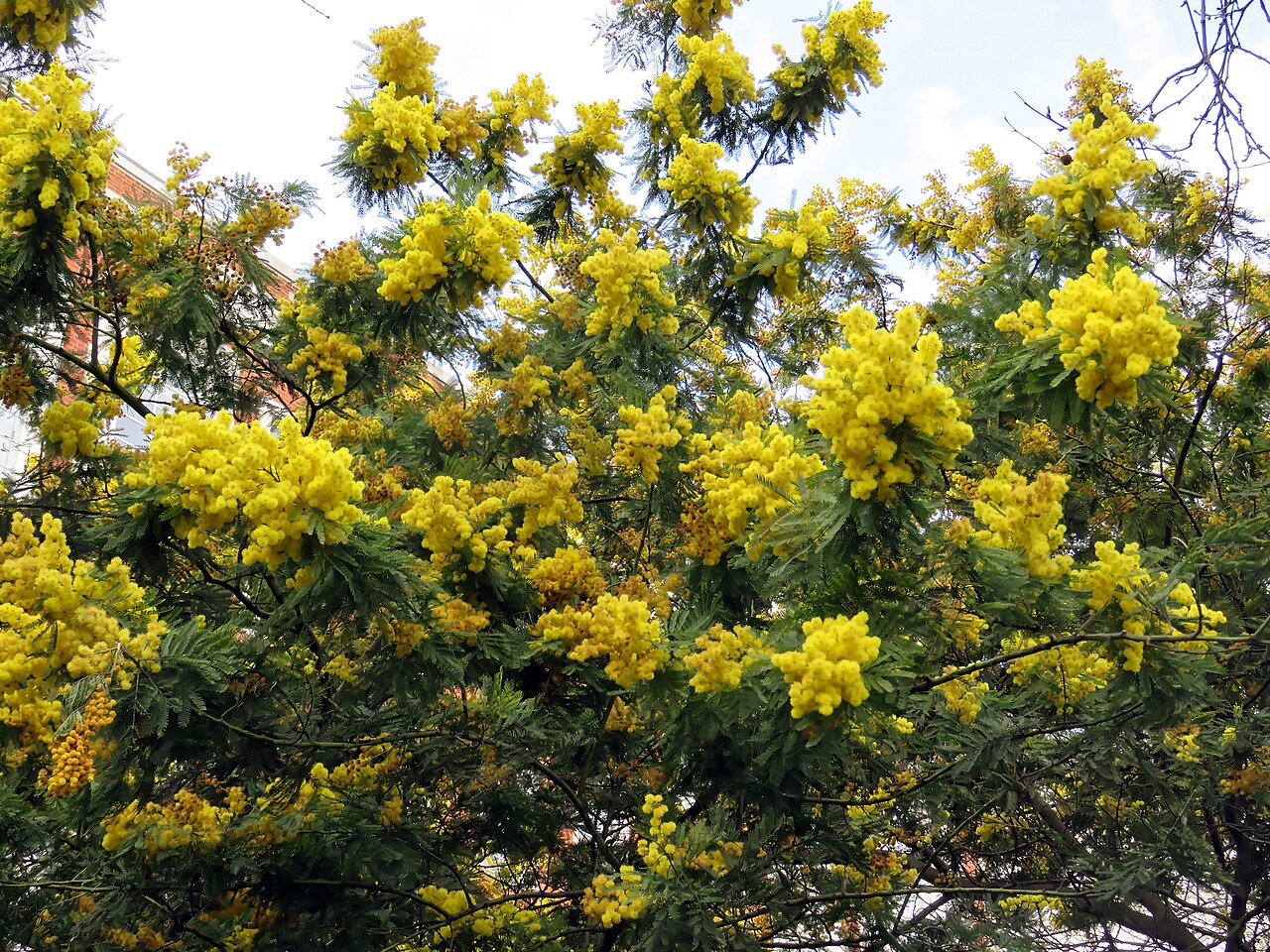 Mimosa scabrella: Mimosa scabrella , aka Acacia Mimosa Tree, Flowering Acacia, Acacia dealbata or Silver Wattle, in the Victoria Embankment Gardens , beside the River Thames in t