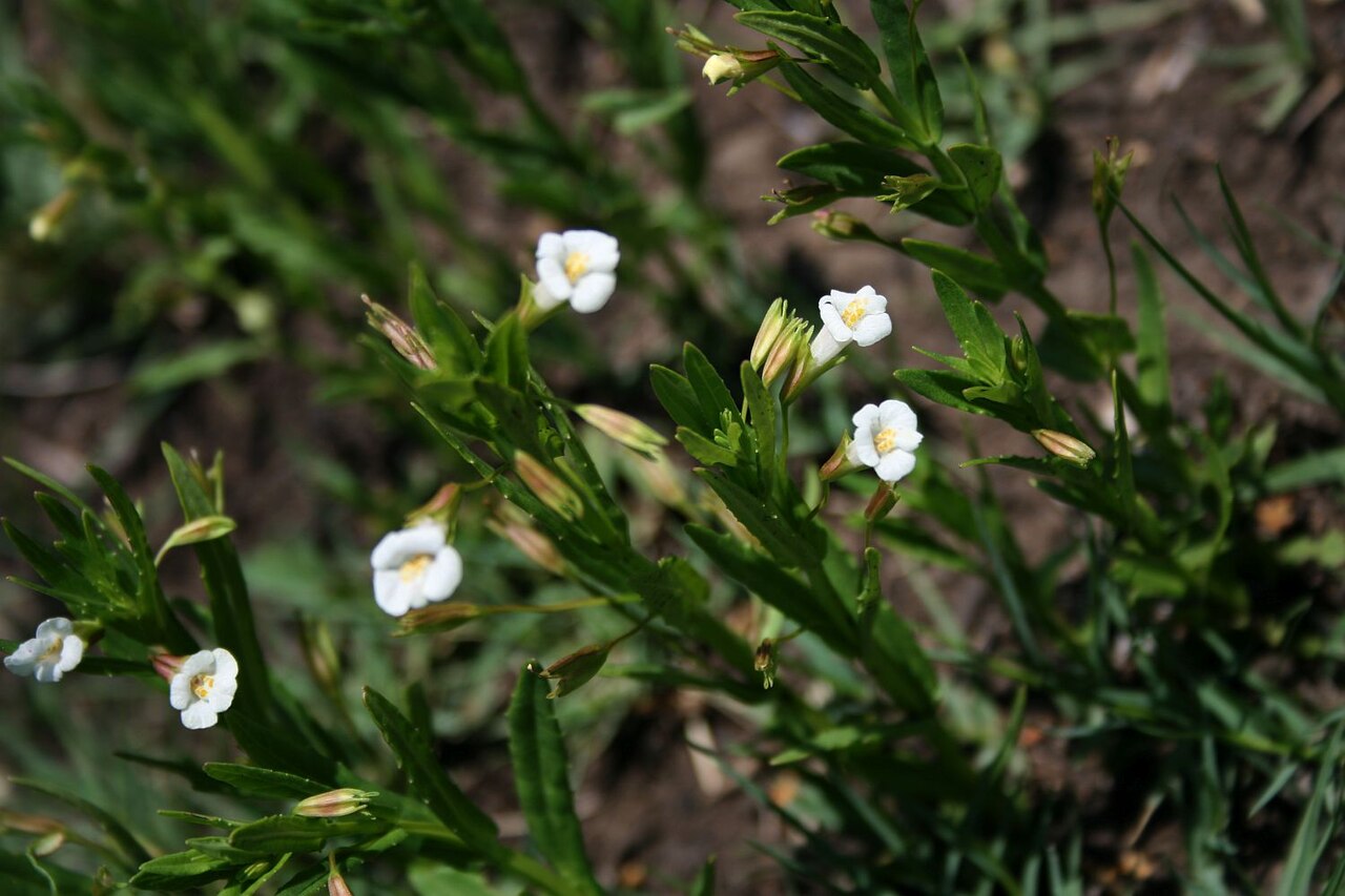 Mimulus gracilis: Mimulus gracilis , Phrymaceae – Südafrika/South Africa: KwaZulu-Natal, Fugitives’ Trail SW Isandlwana Battlefield, ca. 18 km SSW Nqutu, ca. 1145 m