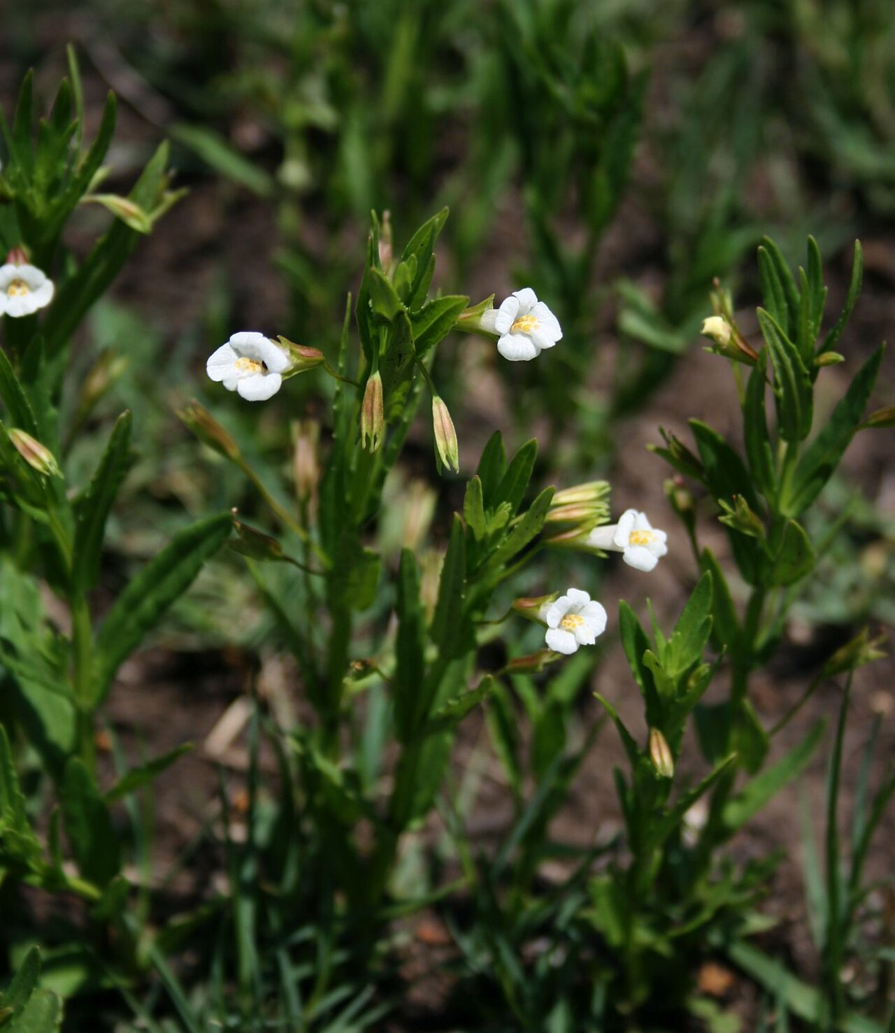 Mimulus gracilis: Mimulus gracilis , Phrymaceae – Südafrika/South Africa: KwaZulu-Natal, Fugitives’ Trail SW Isandlwana Battlefield, ca. 18 km SSW Nqutu, ca. 1145 m