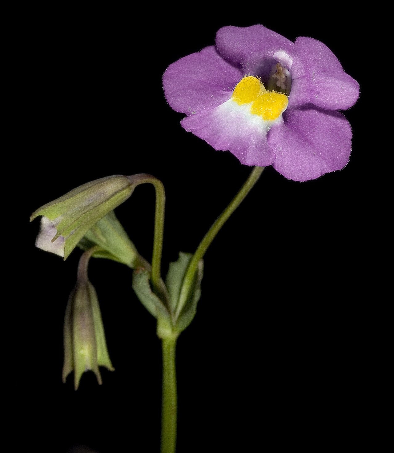 Mimulus gracilis: KRT3562