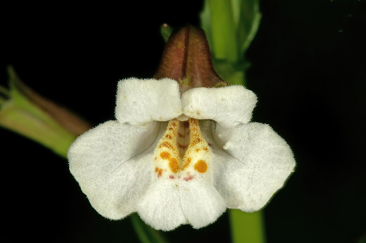 Mimulus gracilis: Mimulus gracilis , flower; in moist grassland along stream, Colbyn Valley Nature Reserve, Pretoria, Gauteng, South Africa