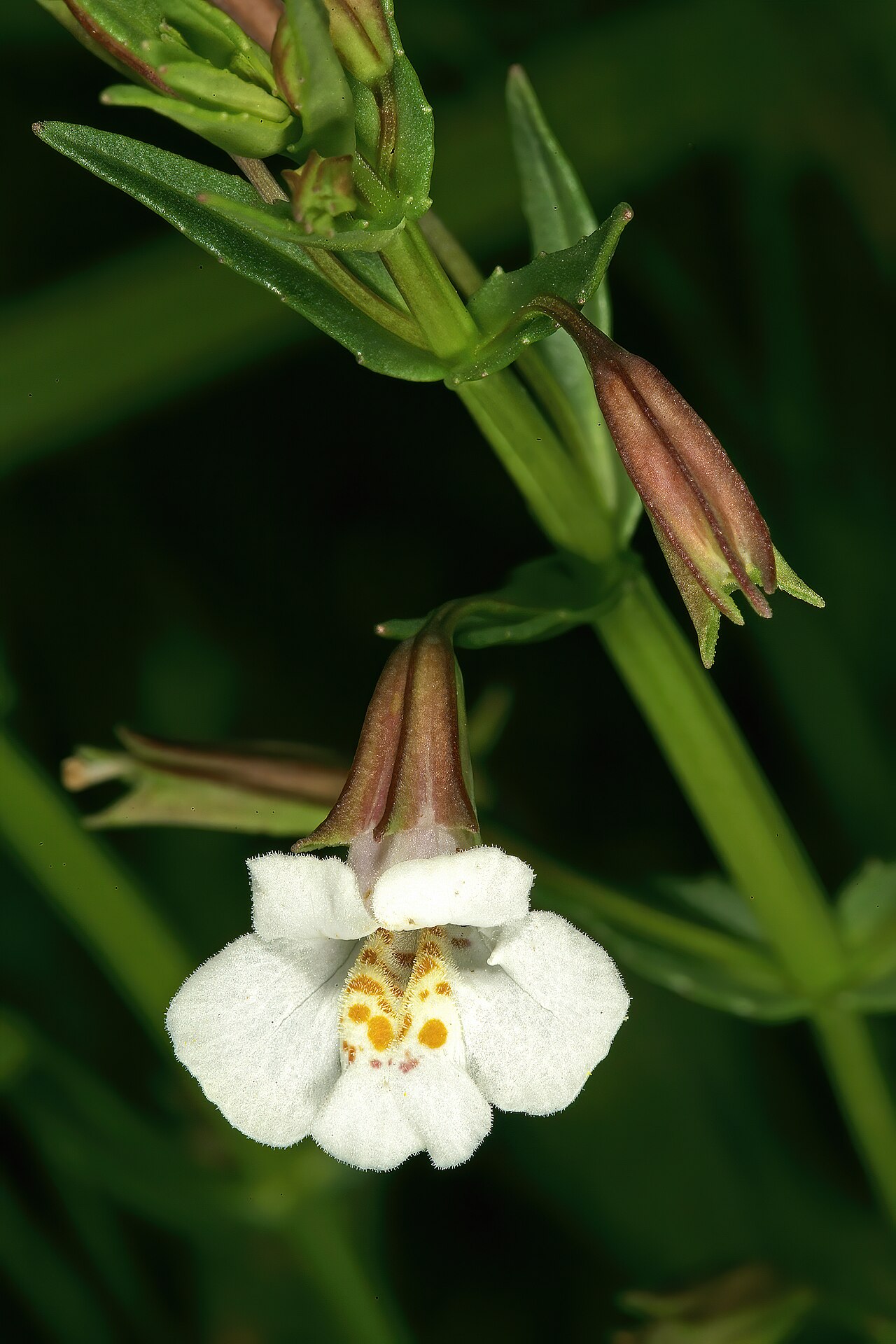 Mimulus gracilis: Mimulus gracilis , flower; in moist grassland along stream, Colbyn Valley Nature Reserve, Pretoria, Gauteng, South Africa