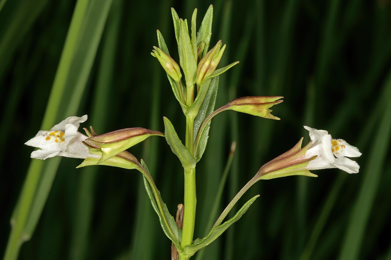 Mimulus gracilis: Mimulus gracilis , flowers; in moist grassland along stream, Colbyn Valley Nature Reserve, Pretoria, Gauteng, South Africa