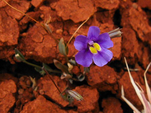 Mimulus gracilis: Flower of Mimulus gracilis, in the Pilbara region of Western Australia.