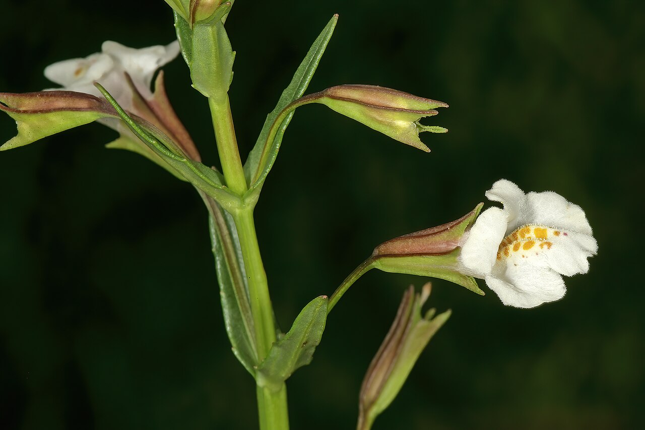 Mimulus gracilis: Mimulus gracilis , flowers; in moist grassland along stream, Colbyn Valley Nature Reserve, Pretoria, Gauteng, South Africa