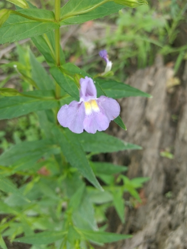 Allegheny monkeyflower (Mimulus ringens)