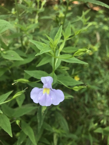 Allegheny monkeyflower (Mimulus ringens)