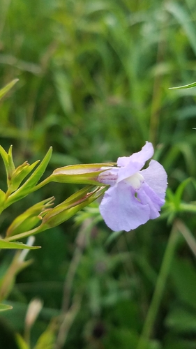 Allegheny monkeyflower (Mimulus ringens)