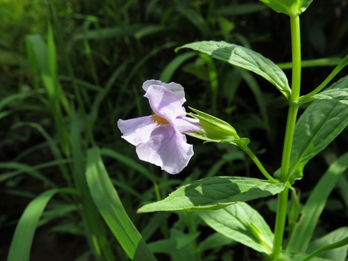 Allegheny monkeyflower (Mimulus ringens)