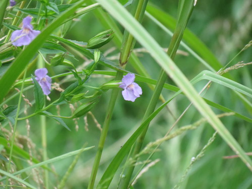 Allegheny monkeyflower (Mimulus ringens)