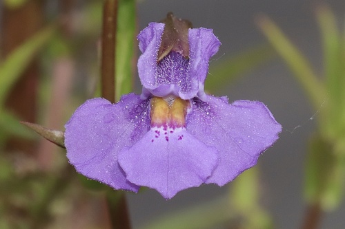 Allegheny monkeyflower (Mimulus ringens)